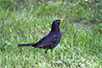 Common blackbird, ”the friar among birds” (Photo: Dragan Bosnić)